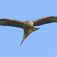 Buy canvas prints of Northamptonshire Red Kite Soaring on Thermals by Martyn Arnold