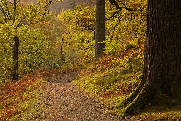 Autumn Woodland Walk at Ullswater Picture Board by Martyn Arnold