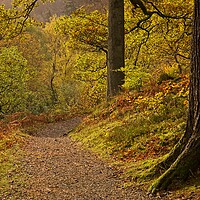 Buy canvas prints of Autumn Woodland Walk at Ullswater by Martyn Arnold