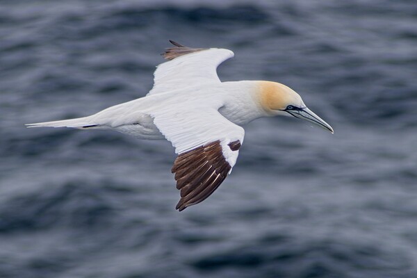 Northern Gannet (Morus bassanus) Searching for Tea Picture Board by Martyn Arnold