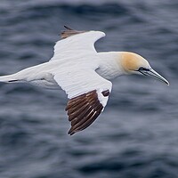 Buy canvas prints of Northern Gannet (Morus bassanus) Searching for Tea by Martyn Arnold