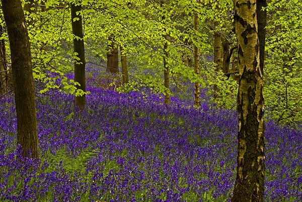Bluebell Wood Picture Board by Martyn Arnold