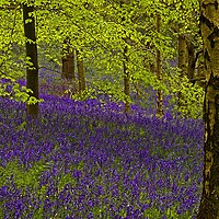 Buy canvas prints of Bluebell Wood by Martyn Arnold