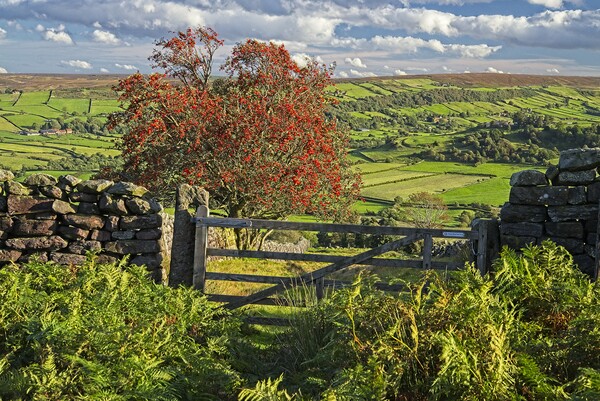 Footpath to Glaisdale on the North York Moors Picture Board by Martyn Arnold