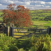 Buy canvas prints of Footpath to Glaisdale on the North York Moors by Martyn Arnold