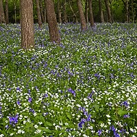 Buy canvas prints of Woodland Wild Flowers and Bluebells by Martyn Arnold