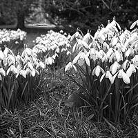 Buy canvas prints of Spring Snowdrops (Galanthus nivalis) - Monochrome by Martyn Arnold