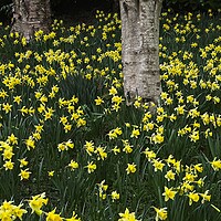 Buy canvas prints of A Host of Golden Daffodils by Martyn Arnold