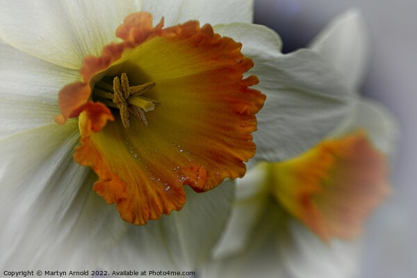Daffodil Stamen Macro Picture Board by Martyn Arnold