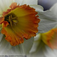 Buy canvas prints of Daffodil Stamen Macro by Martyn Arnold