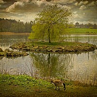 Buy canvas prints of Lakeside Afternoon by Martyn Arnold
