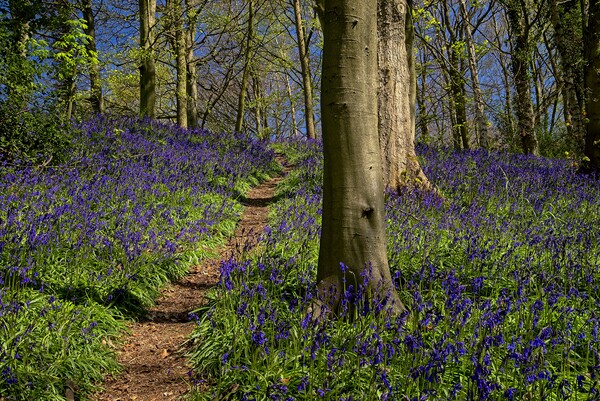 Enchanted Bluebell Wood Picture Board by Martyn Arnold