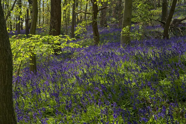 English Bluebells Picture Board by Martyn Arnold