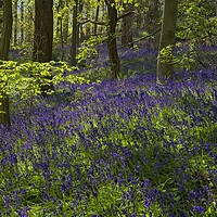 Buy canvas prints of English Bluebells by Martyn Arnold