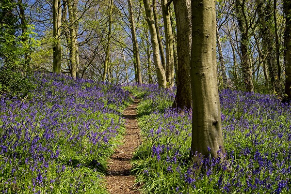 A Walk Through the Bluebell Wood Picture Board by Martyn Arnold