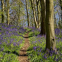 Buy canvas prints of A Walk Through the Bluebell Wood by Martyn Arnold