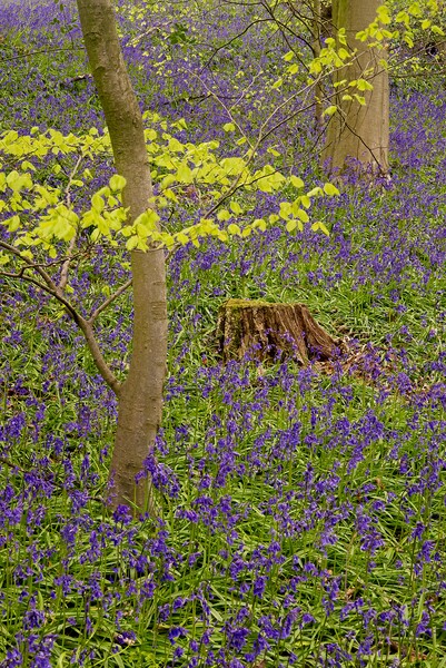 Carpet of Woodland Bluebells Picture Board by Martyn Arnold