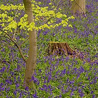 Buy canvas prints of Carpet of Woodland Bluebells by Martyn Arnold