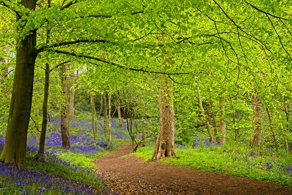 A Stroll through the Bluebells Picture Board by Martyn Arnold