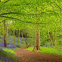Buy canvas prints of A Stroll through the Bluebells by Martyn Arnold