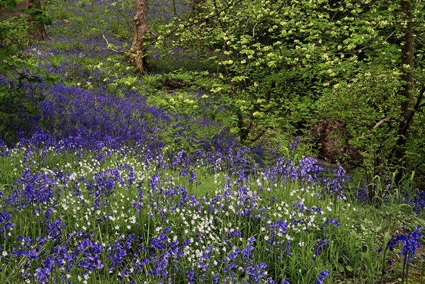 Woodland Wildflowers in Spring Picture Board by Martyn Arnold