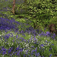 Buy canvas prints of Woodland Wildflowers in Spring by Martyn Arnold