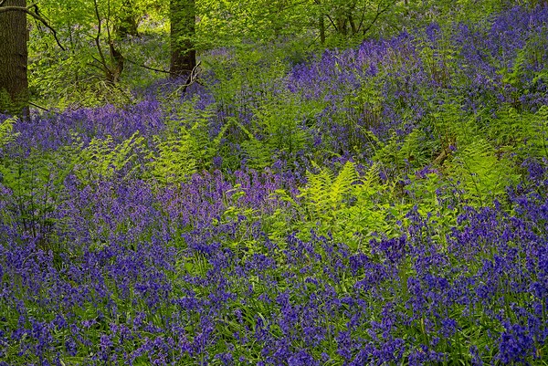 Sunlight on Woodland Ferns and Bluebells Picture Board by Martyn Arnold