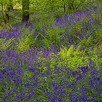 Buy canvas prints of Sunlight on Woodland Ferns and Bluebells by Martyn Arnold