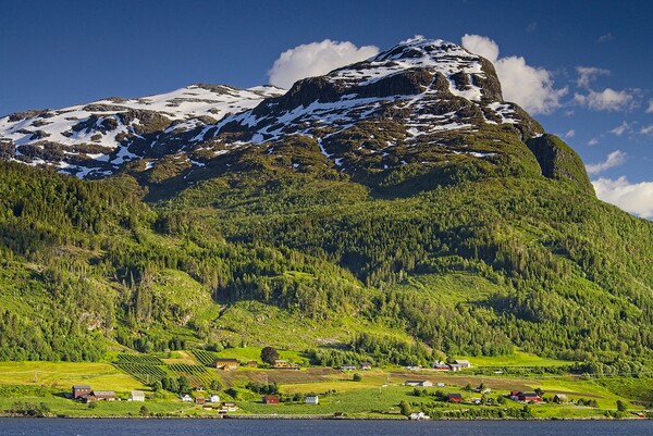 Farming Village in Nordfjord Norway Picture Board by Martyn Arnold