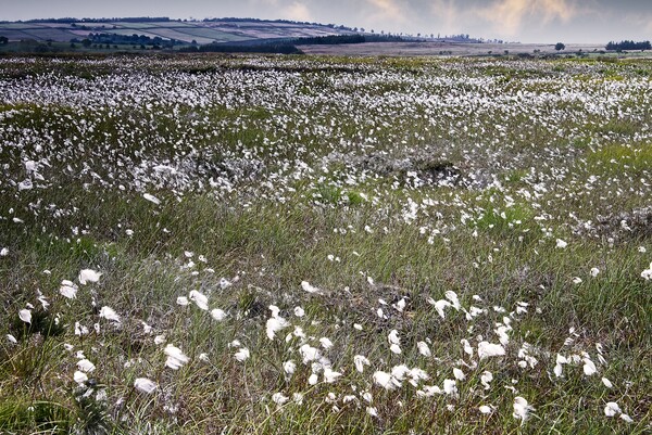 Moorland Cottongrass  Picture Board by Martyn Arnold