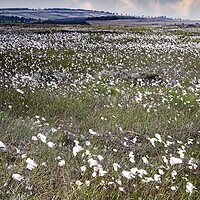 Buy canvas prints of Moorland Cottongrass  by Martyn Arnold