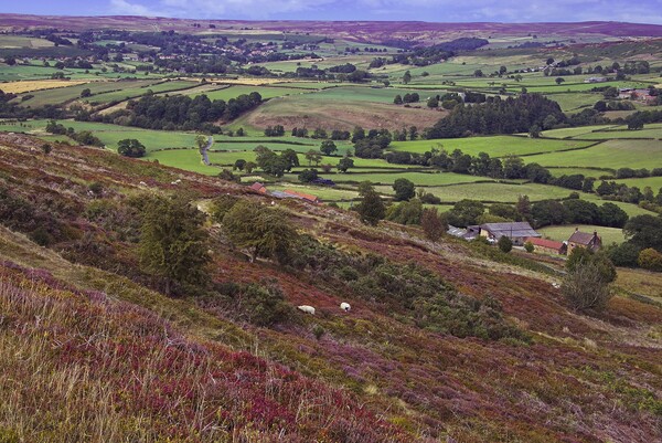 North York Moors Heather Picture Board by Martyn Arnold