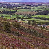 Buy canvas prints of North York Moors Heather by Martyn Arnold