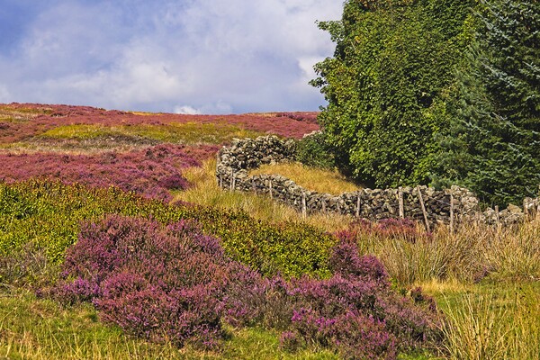Moorland Heather Picture Board by Martyn Arnold