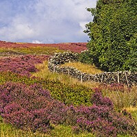 Buy canvas prints of Moorland Heather by Martyn Arnold