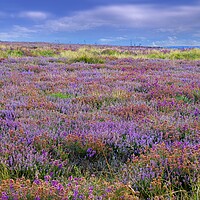 Buy canvas prints of Heather by Martyn Arnold