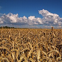 Buy canvas prints of Fields of Golden Corn by Martyn Arnold