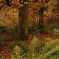 Buy canvas prints of Autumn Trees by Martyn Arnold