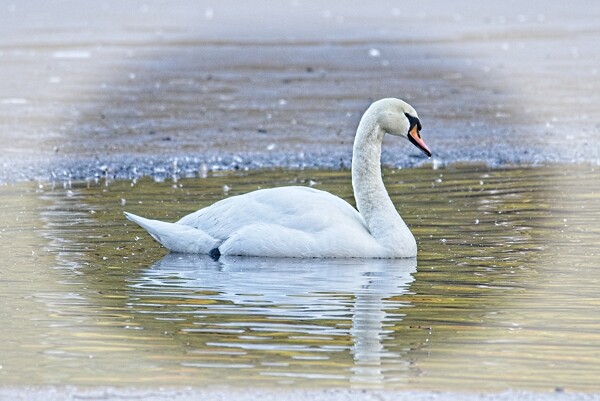 Majestic Mute Swan on a Winter Lake Picture Board by Martyn Arnold