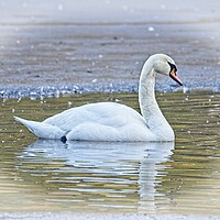 Buy canvas prints of Majestic Mute Swan on a Winter Lake by Martyn Arnold