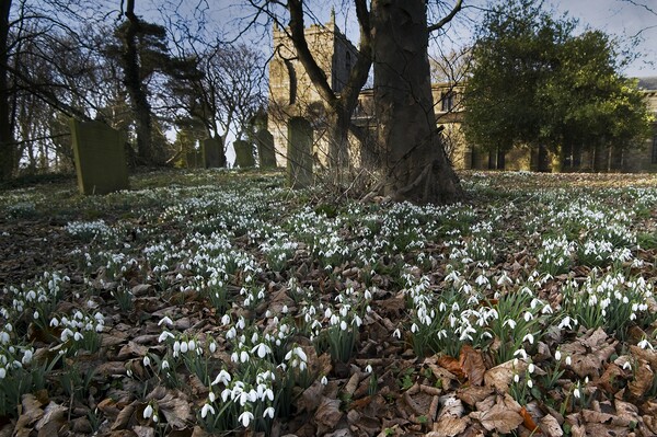 Churchyard Snowdrops Picture Board by Martyn Arnold