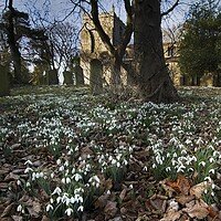Buy canvas prints of Churchyard Snowdrops by Martyn Arnold
