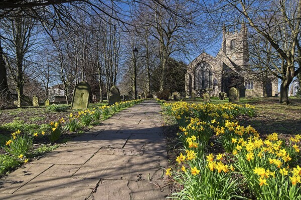 Churchyard Spring Daffodils Picture Board by Martyn Arnold