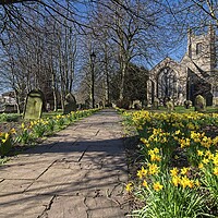 Buy canvas prints of Churchyard Spring Daffodils by Martyn Arnold