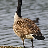 Buy canvas prints of Canada Goose Looking Proud by Martyn Arnold