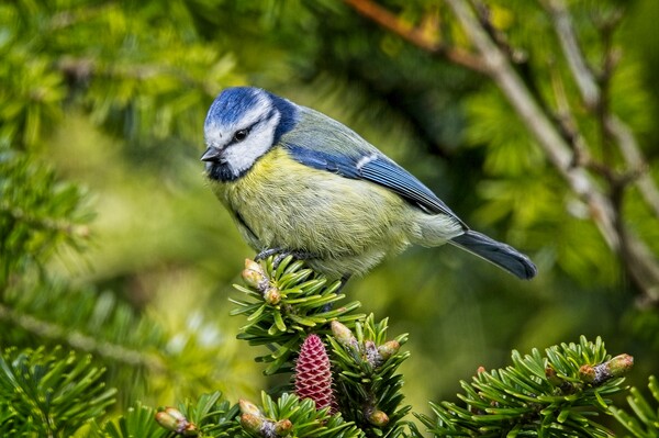 Bluetit Garden Bird Picture Picture Board by Martyn Arnold