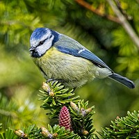 Buy canvas prints of Bluetit Garden Bird Picture by Martyn Arnold