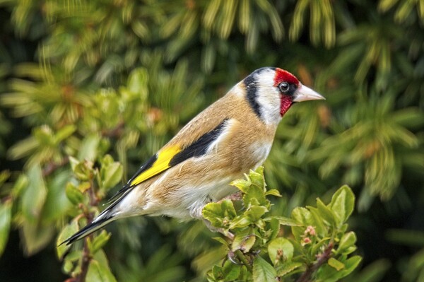 Goldfinch Garden Bird on a branch Picture Board by Martyn Arnold