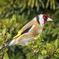 Buy canvas prints of Goldfinch Garden Bird on a branch by Martyn Arnold