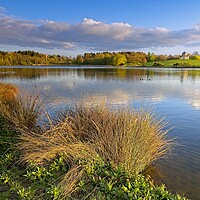 Buy canvas prints of Serene Reflections at Hardwick Park, County Durham by Martyn Arnold